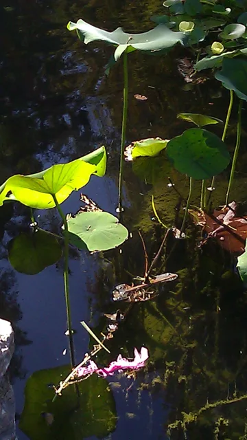 Sunlit leaves and thin stems beside a dark pond.