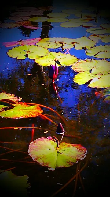 Lily pads and a purple water lily reflected in colorful pond water.