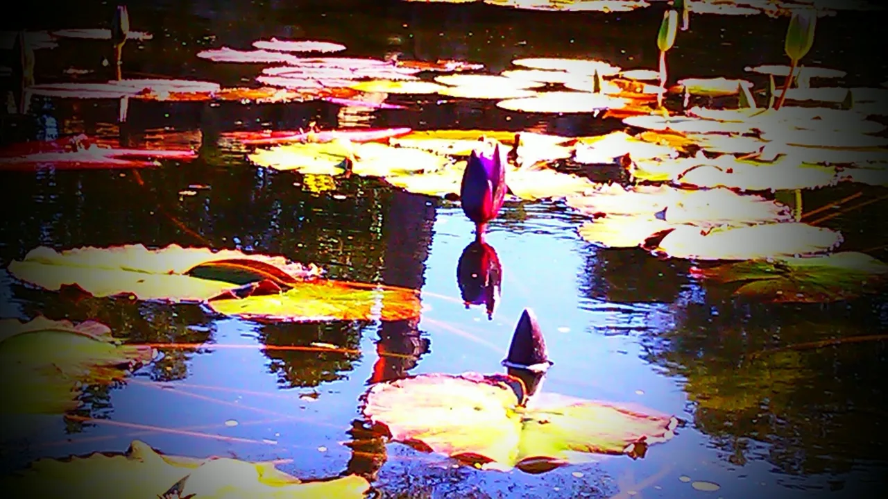 Purple water lilies among bright lily pads reflected in a pond.