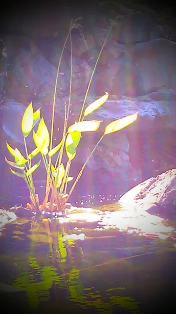 Bright green leaves emerging from water in a shaft of light.