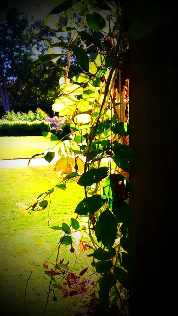 Hanging leaves against a bright green garden.