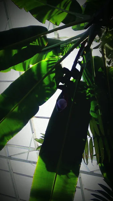 A large green leaf lit from behind with visible branching veins.
