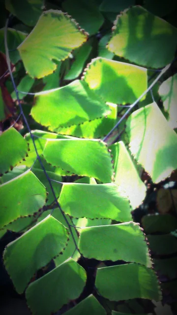 Overlapping green leaves with sunlight along their edges.