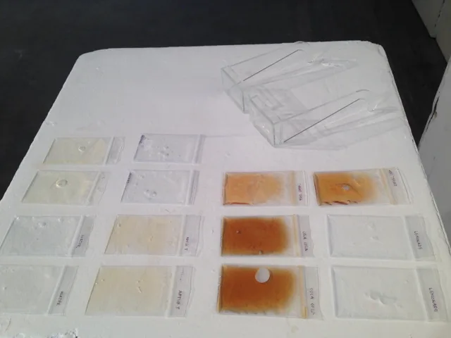 Sketches and pale color studies arranged on white sheets.