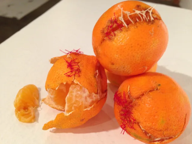 A cluster of oranges joined and repaired with colored thread.