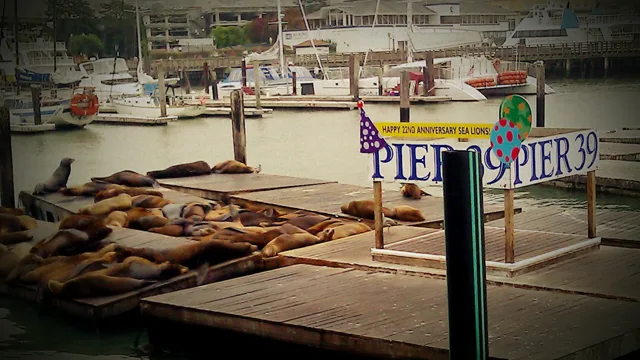 Sea lions resting on wooden docks beside a Pier 39 sign.